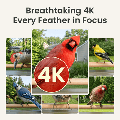 Birdfy Feeder Metal 2 4K - Smart Bird Feeder with Camera