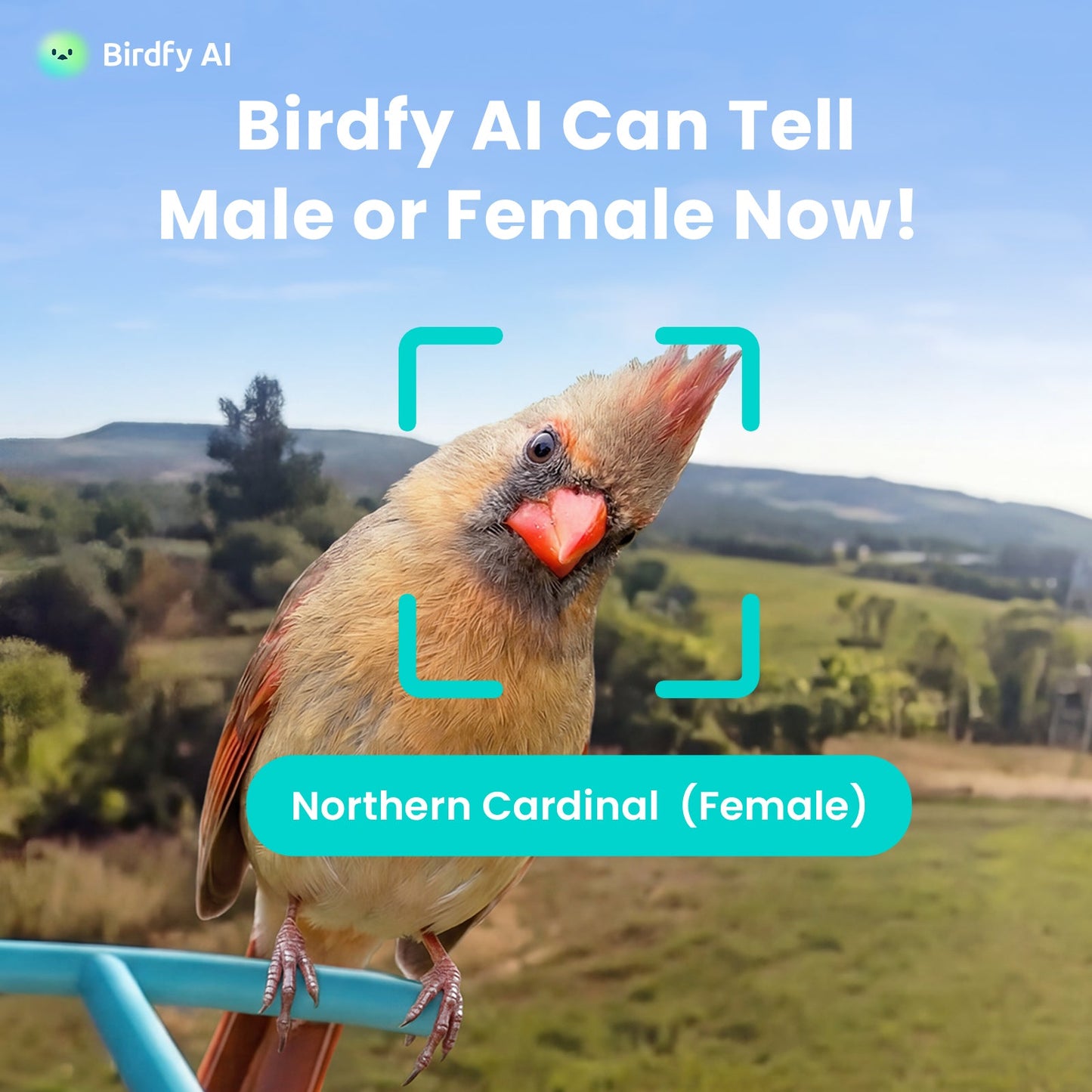 Birdfy Feeder Metal 2 4K - Smart Bird Feeder with Camera